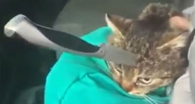Latest News Cat Knife Original Video